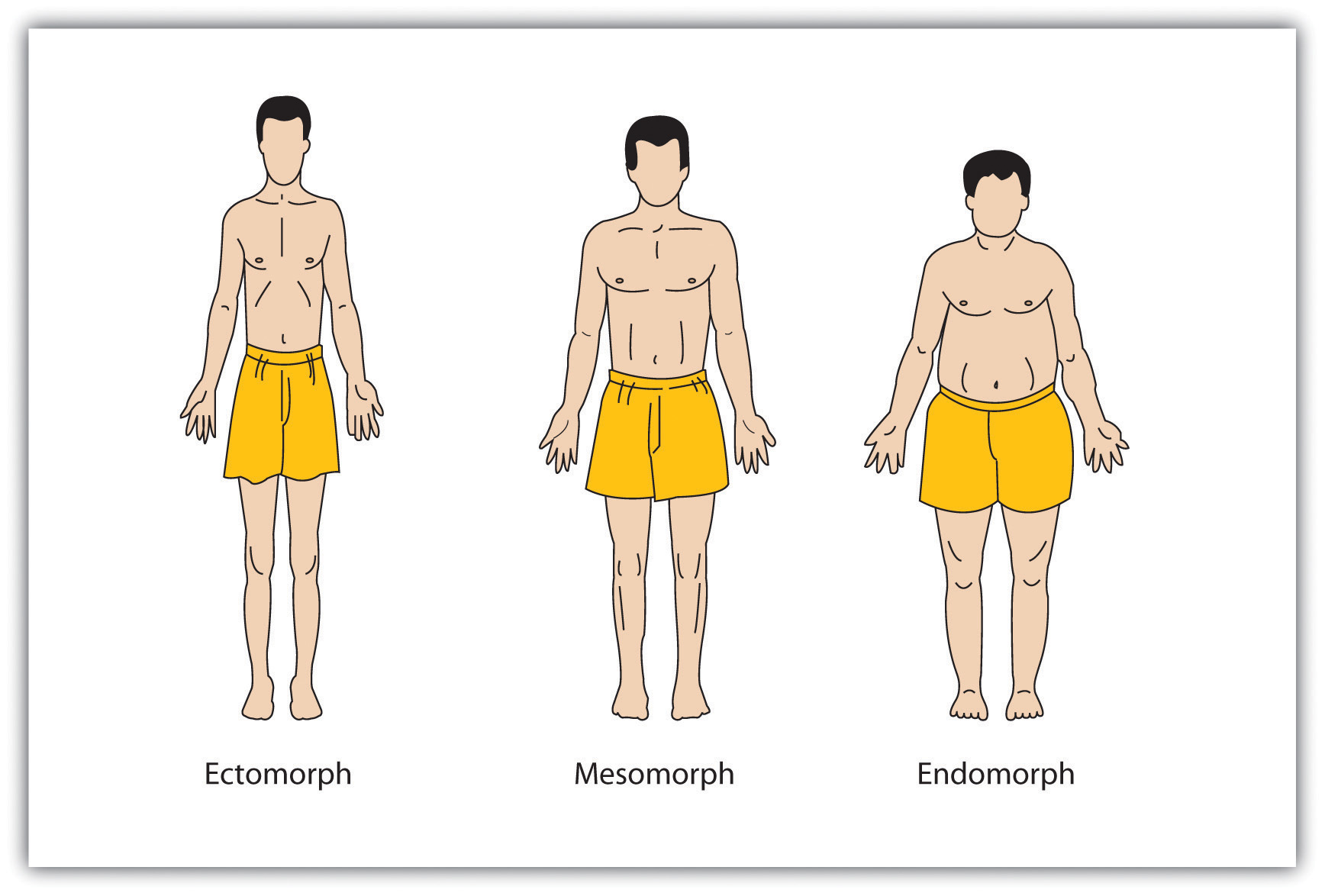 This diagram illustrates three body types: ectomorph, mesomorph, and endomorph.