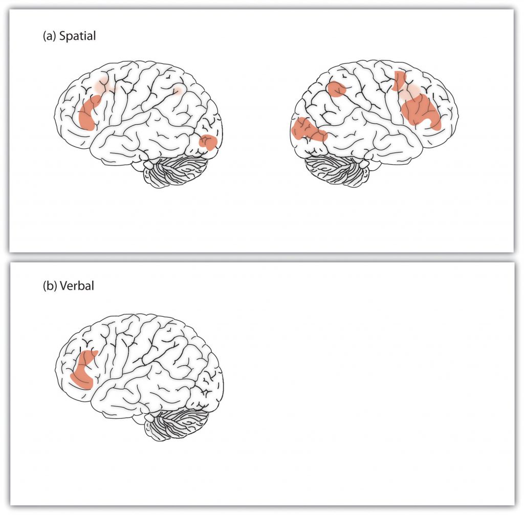 This diagram illustrates the locations of spatial and verbal intelligence in the human brain.