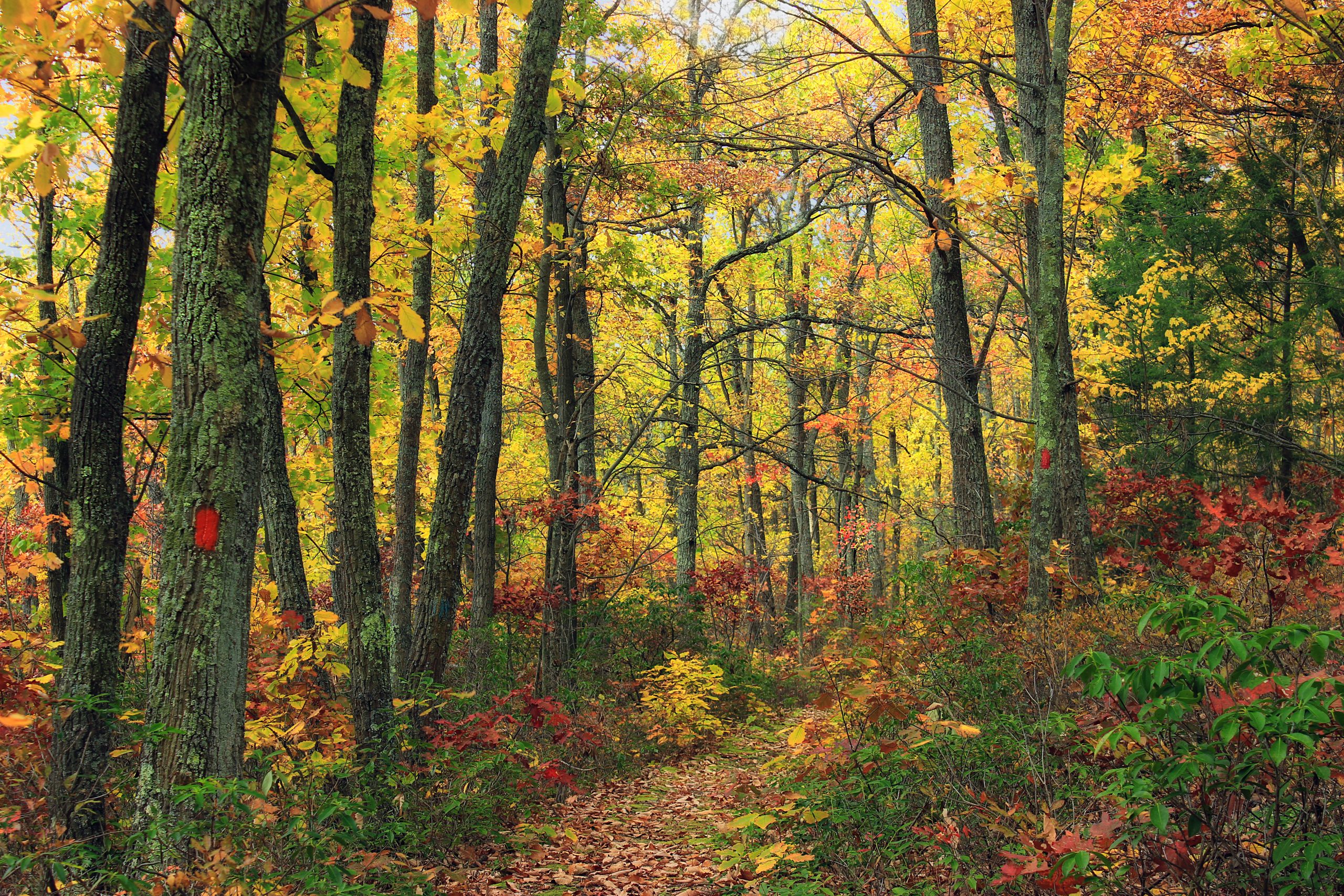 This picture shows a winding path in a deciduous forest.