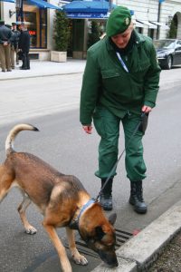 This picture shows a dog on a leash, sniffing along the street with a military handler.