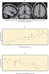Above, these images of human brains illustrate bright areas showing brain regions where bilingual children have increased grey matter density in comparison to monolinguals; below, these charts contrast grey matter density by second language proficiency and by age at which second language was learned.