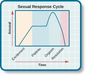 This chart contrasts arousal by time to represent the sexual response cycle. Four phases are depicted. In the “excitement” phase, the arousal level increases from the bottom to midway on the graph. In the “plateau” phase, the arousal level remains mostly steady at the midpoint of the graph and begins to rise at the end of the plateau phase. At the “orgasm” phase, the arousal level sharply increases, peaks at the top of the graph, and then declines to the midway point. In the “resolution” phase, the graph drops from the midway point to the bottom.