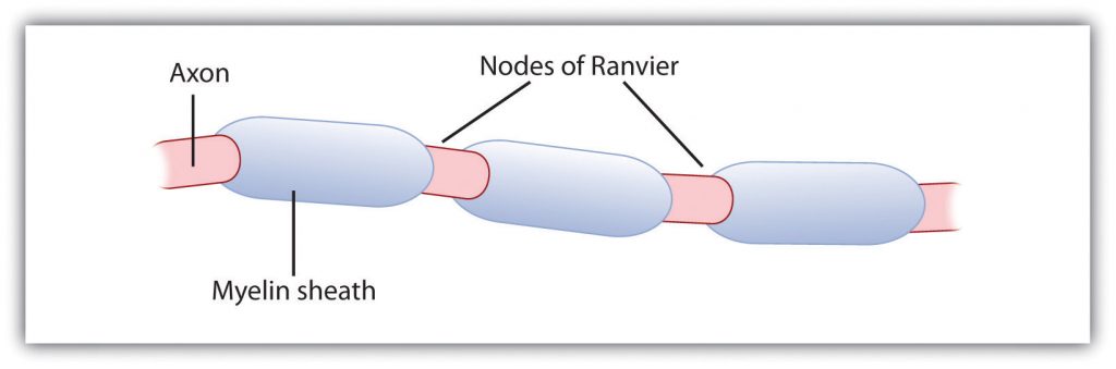 This graphic shows nodes of Ranvier, which are the gaps in the myelin sheath around the axon.