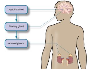 This diagram illustrates an outline of the human body that indicates various parties of the body related to the hypothalamic-pituitary-adrenal axis. The hypothalamus, pituitary gland, and adrenal glands are labeled. There is an arrow from hypothalamus to pituitary gland and another arrow from pituitary gland to adrenal glands. These arrows represent the flow between these organs.
