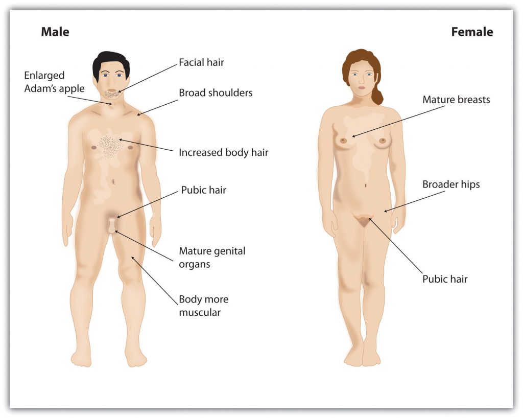 This diagram illustrates the primary and secondary sex characteristics of the human male and female bodies.