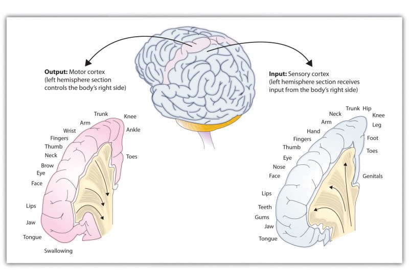 This graphic shows the output of the human brain is linked with the motor cortex, whereas the input is linked with the sensory cortex.