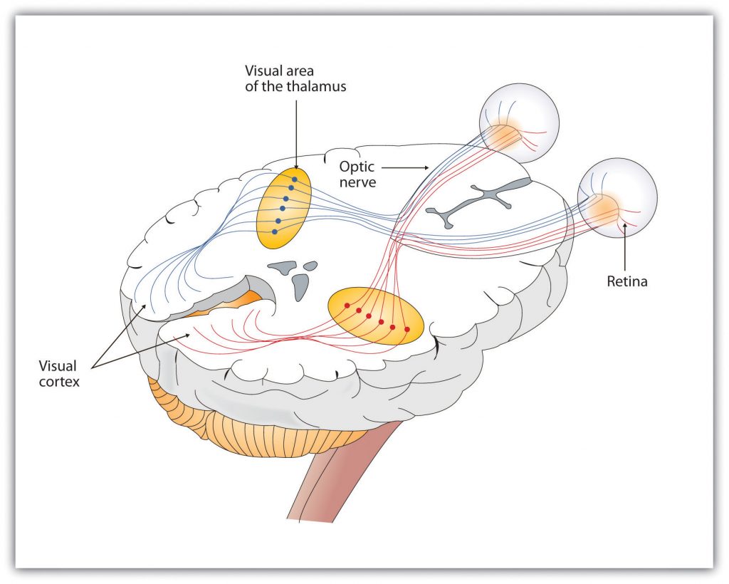 This diagram shows the parts of the brain that deal with visual images, including the optic nerve from the retina, visaul area of the thalamus, and visual cortex.