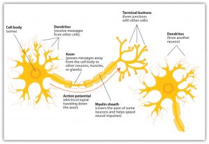 This graphic shows components of the neuron, including cell body, dendrites, axon, action potential, myelin sheath, and terminal buttons.