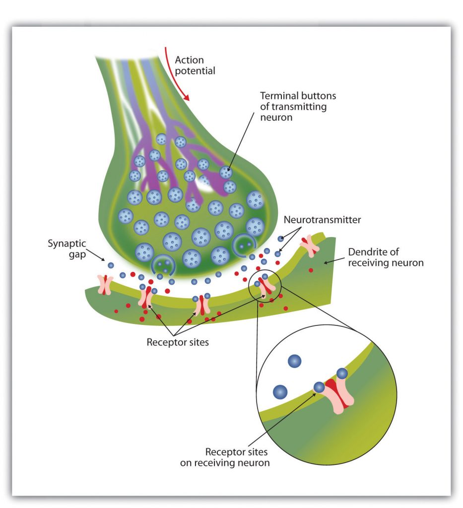 This graphic shows how neurons are transmitted into receptors on the receiving dendrites.