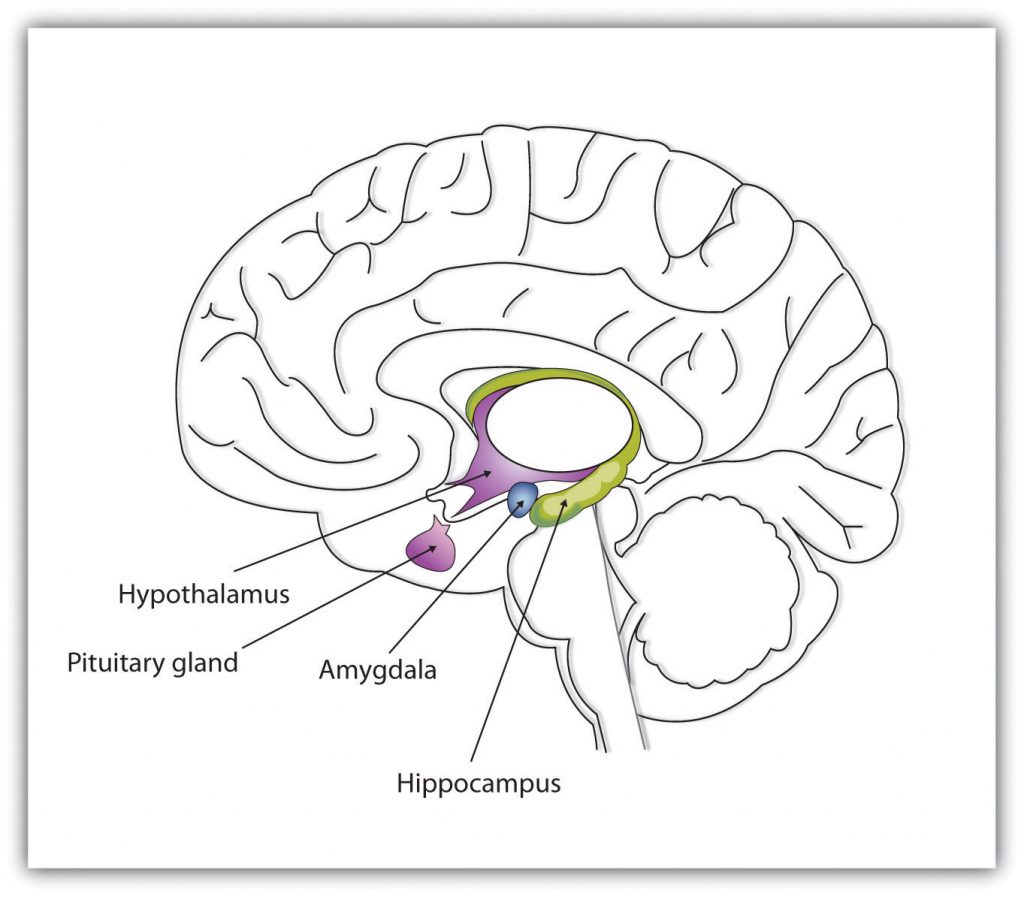 This graphic shows the major parts of the limbic system, including the hypothalamus, pituaitary gland, amygdala, and hippocampus.