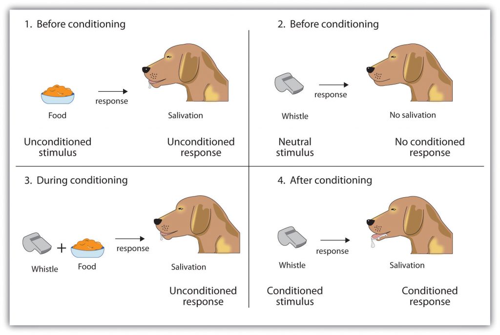 These four diagrams show the progresion of how an unconditioned response becomes a conditioned response as a result of repeated exposure to consistent stimuli.