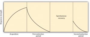 This chart shows response strength during acquisition, first extinction period, spontaneous recovery, and second extinction period.