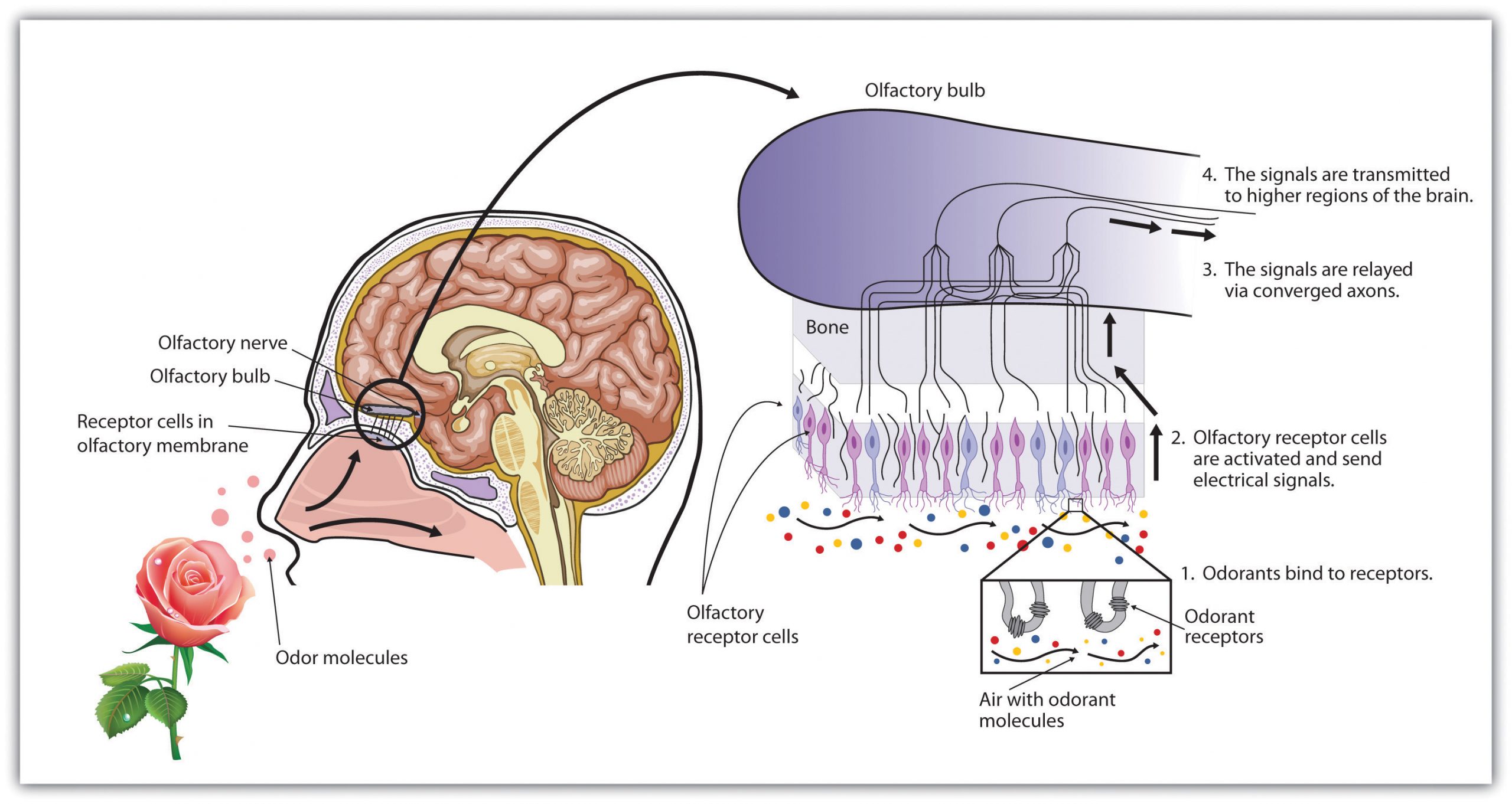 This diagram shows how odour molecules are sensed by olfactory receptor cells and signals are transmitted to higher regions of the brain.