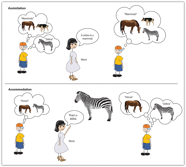 This diagram illustrates learning through assimilation, where a child is told that a zebra is a mammal like a horse and a dog, and learing through accommodation, where a child is told that a zebra is different than a horse.