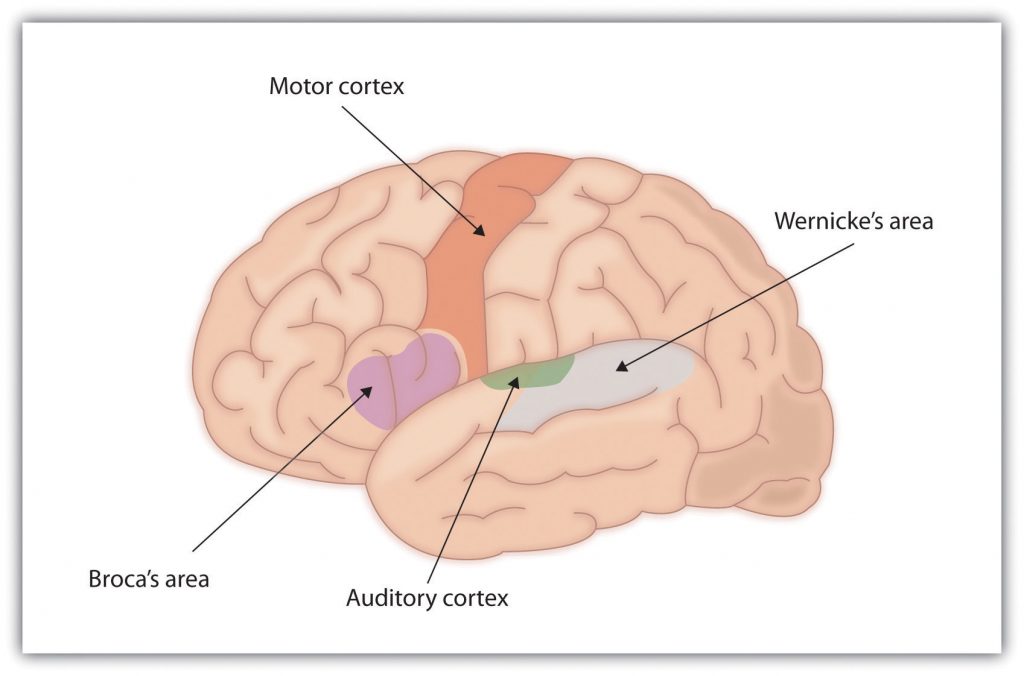 This diagram illustrates the position in the human brain of the motor cortex and auditory cortex in relation to Broca's area and Wernicke's area.