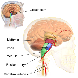 This graphic shows the brainstem, including the midbrain, pons, medulla, basilar artery, and vertebral arteries.