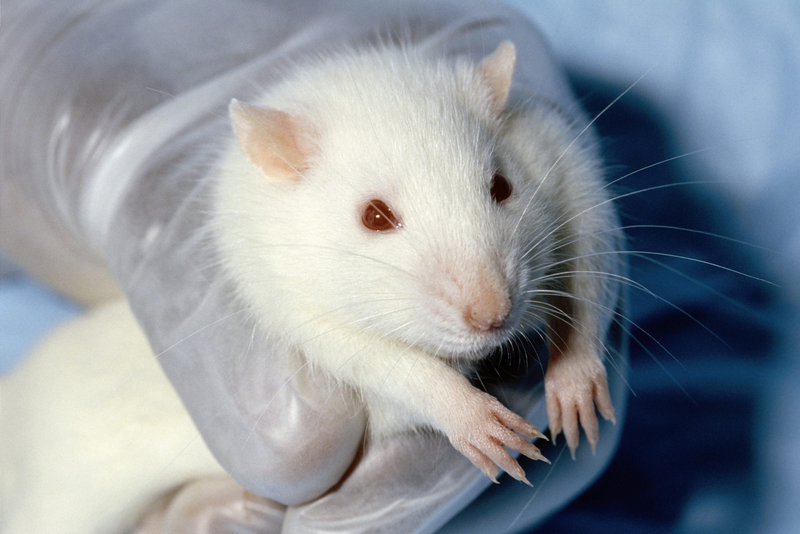 This picture shows a gloved hand holding a white rat.