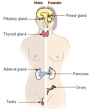 This pictograph shows the major endocrine glands of the human body, including the pituitary gland, pineal gland, thyroid gland, adrenal gland, pancreas, ovary (female), and testis (male).