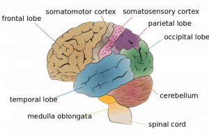 This graphic of the human brian shows the frontal lobe, somatomotor cortex, somatosensory cortex, parietal lobe, occipital lobe, cerebellum, spinal cord, medulla oblongata, and temporal lobe.