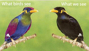 This modified picture shows a bird in multiple colours and a mirror image of the same bird but almost entirely black.