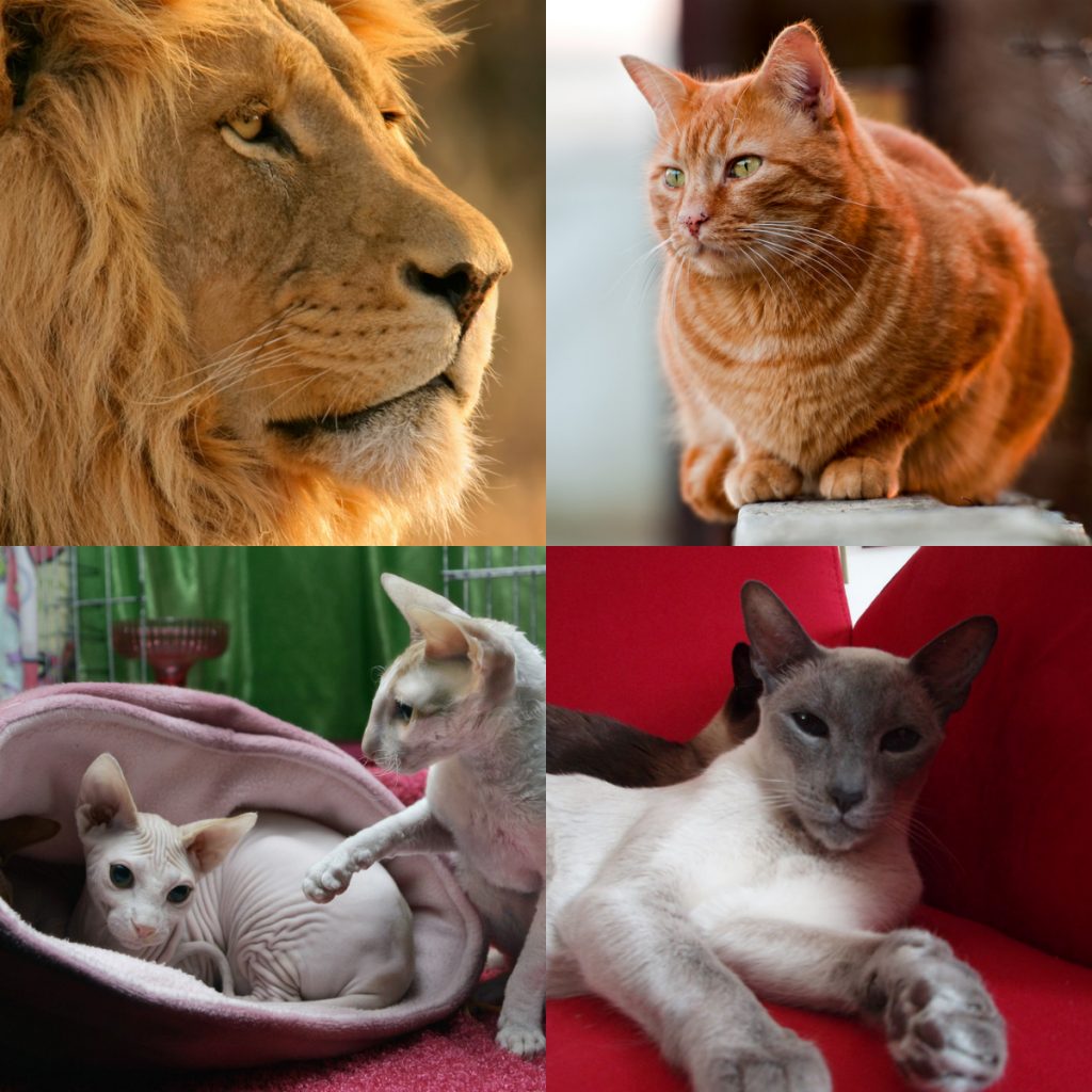 At top left, this picture shows a lion; at top right, this picture shows an orange house cat; at bottom right, this picture shows a Burmese cat; and at bottom left, this picture shows two hairless cats.