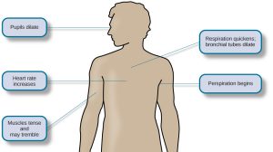 This diagram illustrates the basic outline of a human body and indicates the body’s various responses to fight or flight, including: pupils dilate, heart rate increases, muscles tense and may tremble, respiration quickens, bronchial tubes dilate, and perspiration begins.