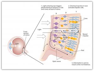 This diagram shows the photochemical reaction in rods and cones triggered by light entering the eye, the chemical reaction activiates bipolar cells, and the information is sent to visual cortex via thalamus.