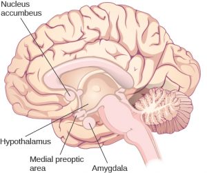 This diagram illustrates the locations of the nucleus accumbeus, hypothalamus, medial preoptic area, and amygdala in the human brain.