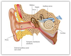 This diagram shows parts of the human ear, including the malleus, incus, stapes, auditory nerve, cochlea, tympanic membrane, external auditory canal, and pinna.