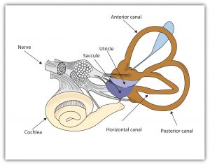 This diagram shows parts of the human ear, including the nerve, saccule, utricle, anterior canal, posterior canal, horizontal canal, and cochlea.