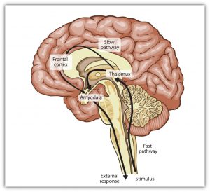 This diagram illustrates the slow and fast emotional pathways in the human brain.