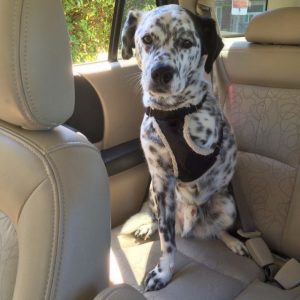 This picture shows a dog with three legs sitting in the backseat of a car.