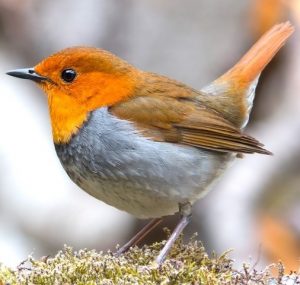 This picture shows a Japanese robin.