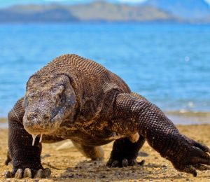 This picture shows a Komodo dragon walking across a beach.