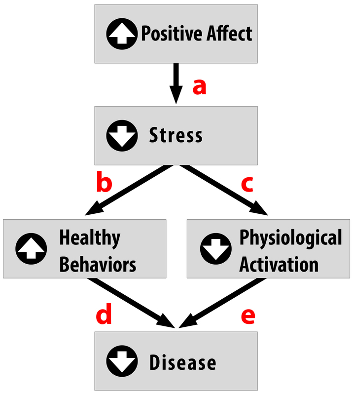 This chart identifies that increased positive affect reduces stress, increases healthy behaviours, decreases physiological activation, and decreases disease.