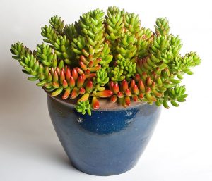 This picture shows a potted houseplant, sedum rubrotinctum, commonly known as the jelly bean plant.